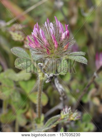 Rose Clover - Trifolium hirtum Pink Mediterranean Flower
