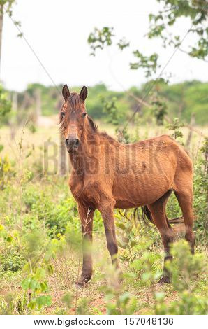 Skinny brown horse on green grass. Farm animal.