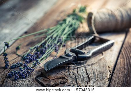 Fresh Lavender Before Drying On Old Wooden Table