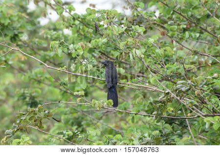 Black bird on a cut tree stump. Also known as Anu black bird in Brazil.