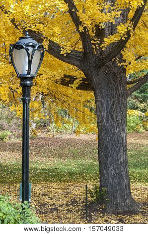 Black Lamp Post And Yellow Trees On Central Park, New York
