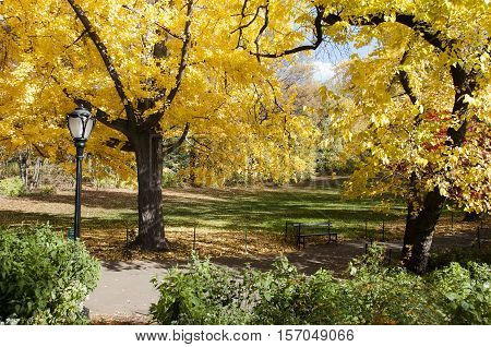 Black Lamp Post And Yellow Trees On Central Park, New York
