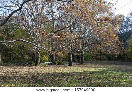 Open Grass Area On Central Park, New York