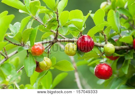 Acerola fruit hanging from branches of a Acerola tree