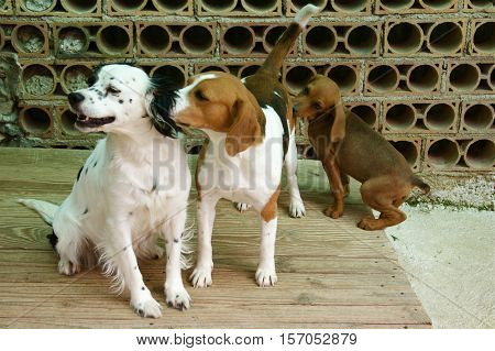 Funny animals: portrait of three dogs smelling the ear