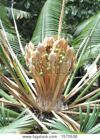 Cocos de bebé