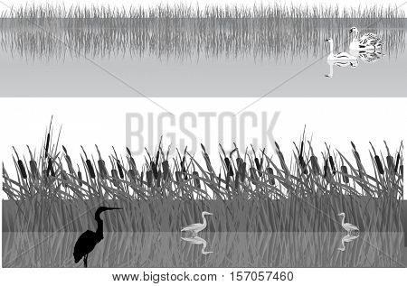 illustration with swans and herons in rushy lake