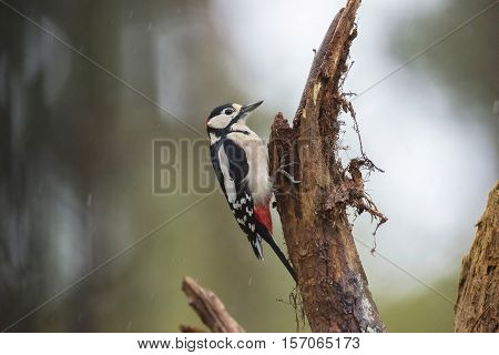 Great Spotted Woodpecker (dendrocopos Major) Perched On A Branch