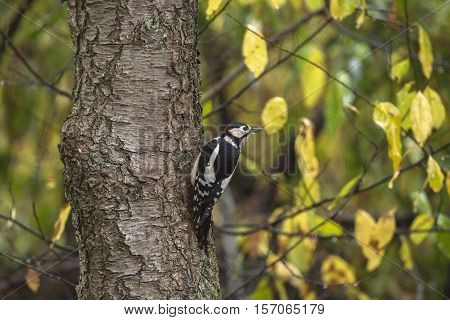 Great Spotted Woodpecker (dendrocopos Major) Perched On A Tree Trunk Against An Autumn-coloured Back