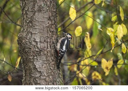 Great Spotted Woodpecker (dendrocopos Major) Perched On A Tree Trunk Against An Autumn-coloured Back