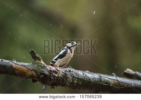 Great Spotted Woodpecker (dendrocopos Major) Perched On A Wet Branch In The Rain