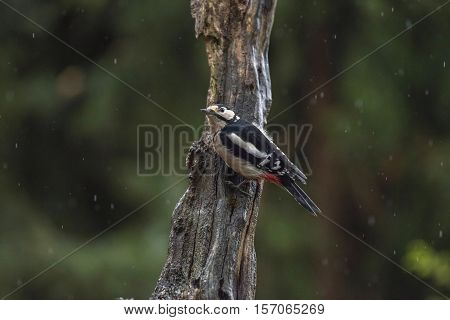Great Spotted Woodpecker Dendrocopos Major, Male Pressed Tight Against Tree Trunk During Rain Shower