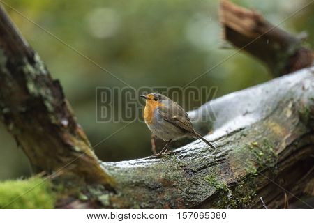 European Robin (erithacus Rubecula) Sitting On Mossy Branch In Rain.