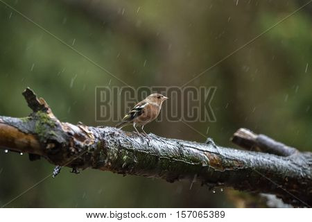 Female Common Chaffinch Perching On Wet Branch In Forest In Rain.