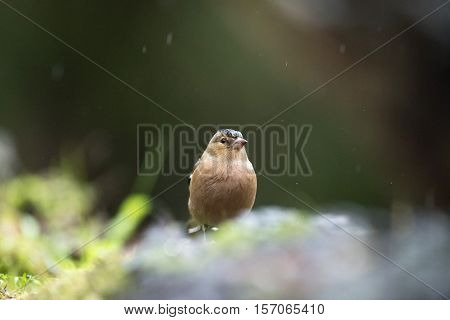 Front View Of Female Common Chaffinch (fringilla Coelebs) On Mossy Forest Ground