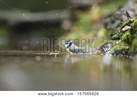 Blue Tit (parus Caeruleus), Bathing In Forest Pond, The Netherlands, November