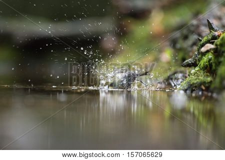 Blue Tit (parus Caeruleus), Bathing In Forest Pond, The Netherlands, November