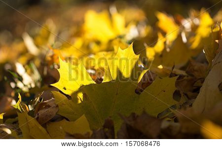Texture of colorful autumn leaves and plants.
