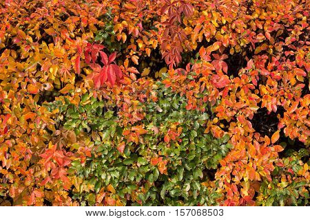 Texture of colorful autumn leaves and plants.