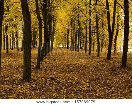 City park in golden colors of autumn