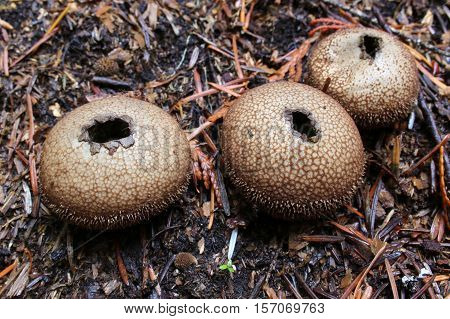 Three Lycoperdon nigrescens puffball mushrooms in the forest