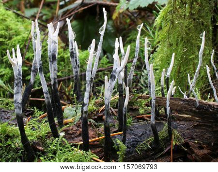 Xylaria hypoxylon (Stag's Horn Fungus) growing in the forest