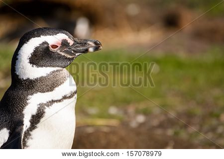 The Magellan penguin portrait on Martillo Island
