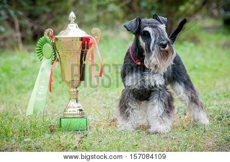 Portrait of a miniature schnauzer on lawn with cup