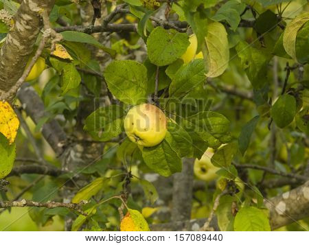 Yellow apple riping on branch in sunlight selective focus shallow DOF