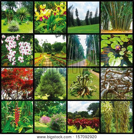 Royal Botanical garden Peradeniya at Sri Lanka. Collage