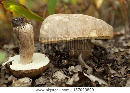 edible mushrooms (Boletus reticulatus Schaeff) in forest