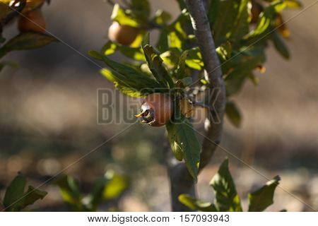 Medlar fruit ripe - medlar tree (mespilus germanica).