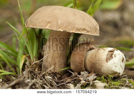 edible mushrooms (Boletus reticulatus Schaeff) in forest