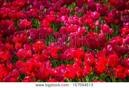 Tulip. Fresh red tulips Glade. Field with red tulips in the netherlands. Red tulips background. Group of red tulips in the park. Spring landscape. Tulip background. Beautiful bouquet of tulips.