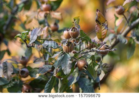 Medlar fruit ripe - medlar tree (mespilus germanica).
