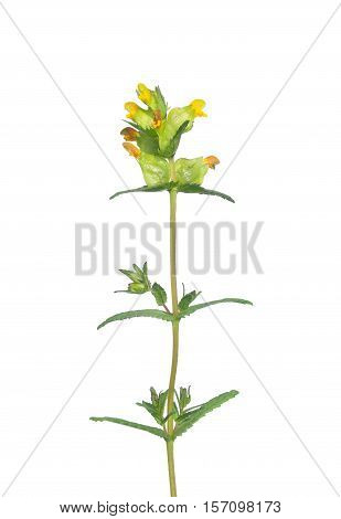 Yellow Rattle (rhinanthus Minor)