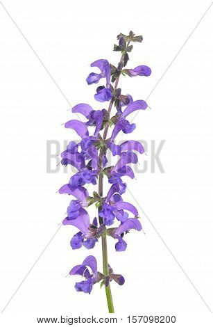 Meadow Sage (salvia Pratensis)