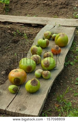 Diseases Of Tomatoes. Tomato Stricken Phytophthora (Phytophthora Infestans). Fighting Phytophthora.