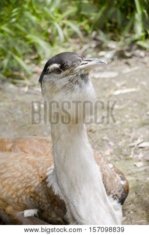 this is a close up of a Australian bustard