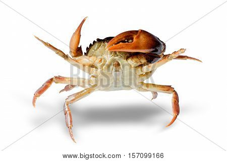 Freshwater crabs isolated on white background. Ricefield crab in Thailand. File contains a clipping path.