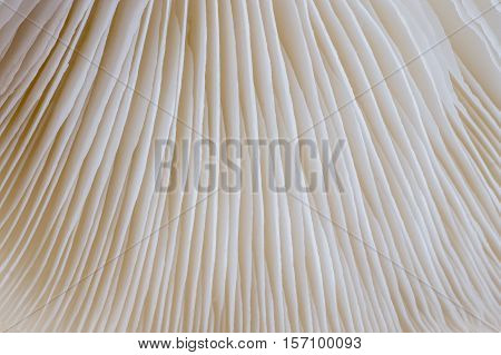abstract background macro image of mushroom, Sajor-caju mushroom