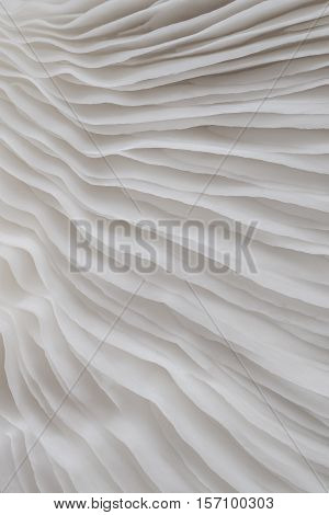 abstract background macro image of mushroom, Sajor-caju mushroom