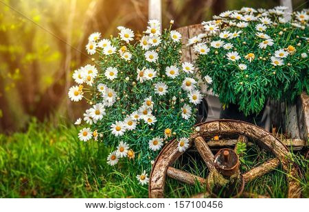 Camomile flowers blossom at lawn with green grass and old wooden wheel. Decorative natural elements for landscape design. Gardening flowering