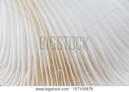 abstract background macro image of mushroom, Sajor-caju mushroom