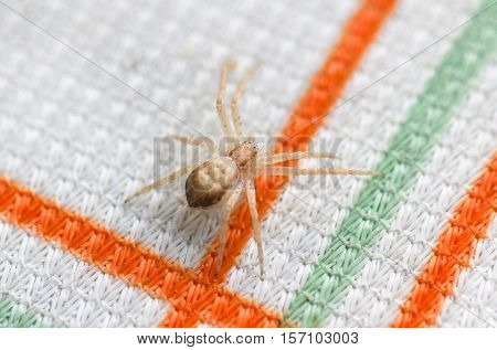 Close up of the small spider (Pisauridae) on the table.