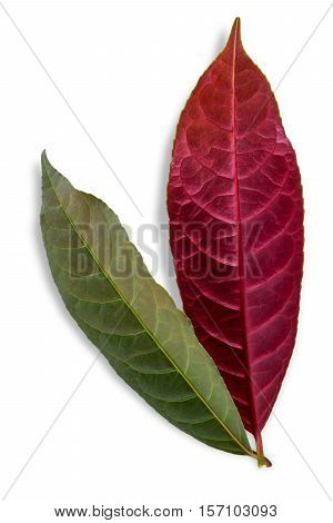 Chinese Croton leaves plant isolated on a white background. leaves two color red underside leaf and green on top.