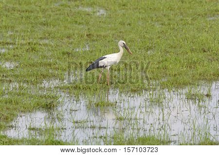 Asia Openbill Stork in a wetland in Kaziranga National Park in India