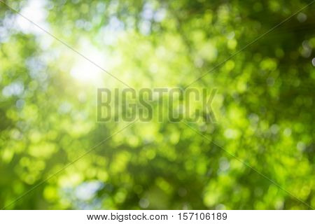 Blurred nature background.Backdrop with color and bright sun light. Summer holidays concept.bokeh background or Christmas background.Green Energy.Christmas Blurred.