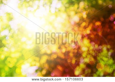 Blurred nature background.Backdrop with color and bright sun light. Summer holidays concept.bokeh background or Christmas background.Green Energy.Christmas Blurred.