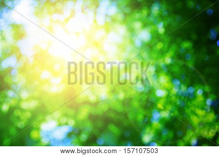 Blurred nature background.Backdrop with color and bright sun light. Summer holidays concept.bokeh background or Christmas background.Green Energy.Christmas Blurred.